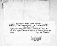 Venturia inaequalis image